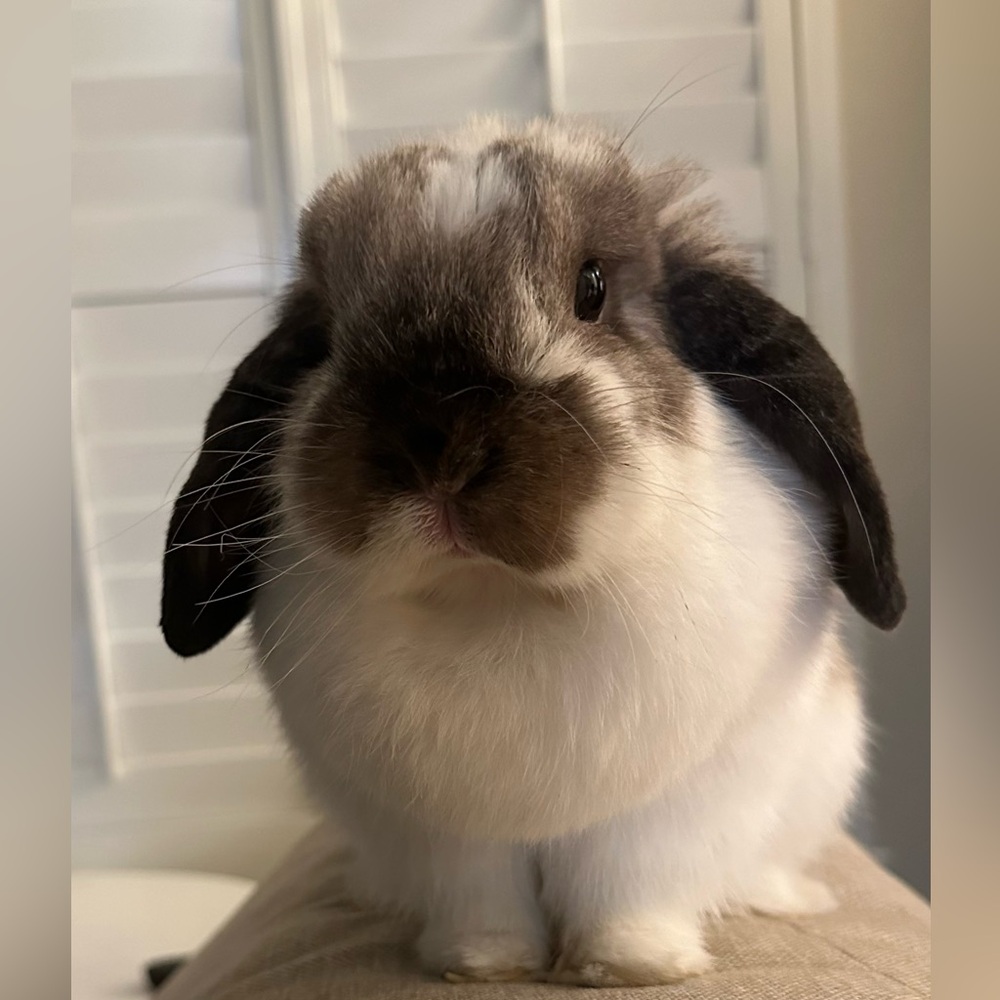 Bun bun